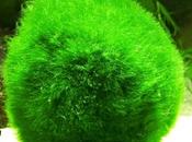 Bientôt batteries papier