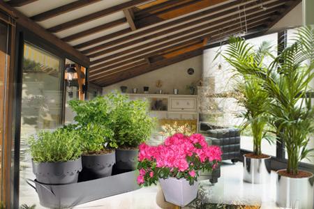 veranda terrasse papyrus trompette ange jardin anglaise française pensee fleurs reve 