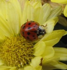 091014 Coccinelle 0304 b (12).jpg