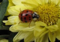 091014 Coccinelle 0304 b (10).jpg