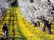 Pruneaux cuits, crus, Prune