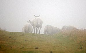 Une chanson et un CD pour « le Petit Prince » ?
