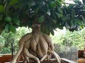 C'est l'automne, ficus perdent leurs feuilles