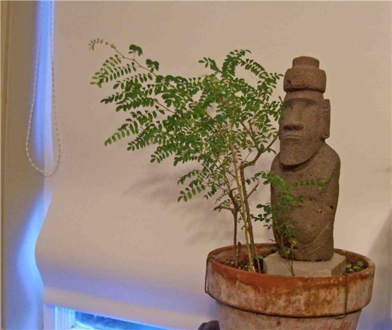 Le toromiro de Jean-Hervé Daude