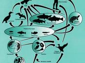 Festins (anonyme eskimo)