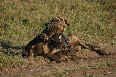 Nécrophagie littéraire