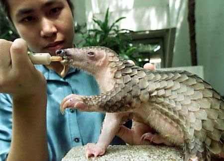 Les pangolins ou Manidés