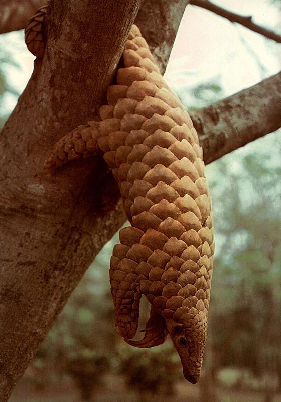 Les pangolins ou Manidés