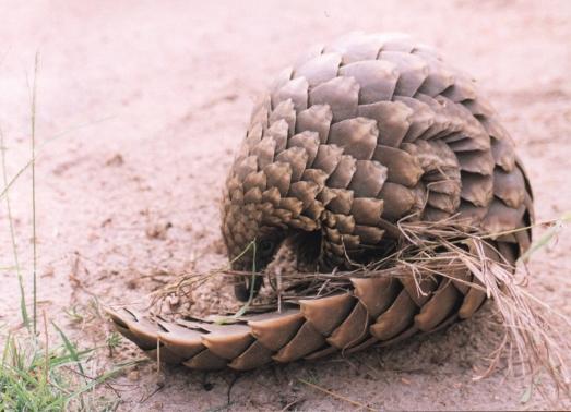 Les pangolins ou Manidés