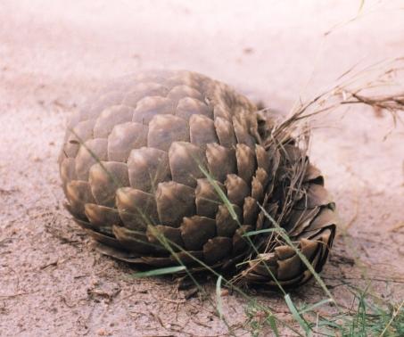 Les pangolins ou Manidés