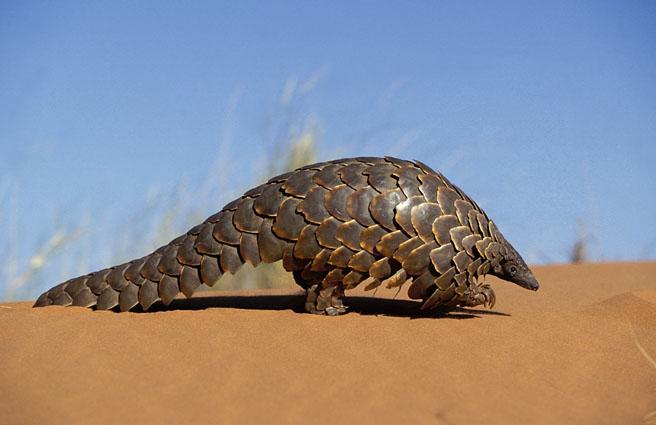 Les pangolins ou Manidés