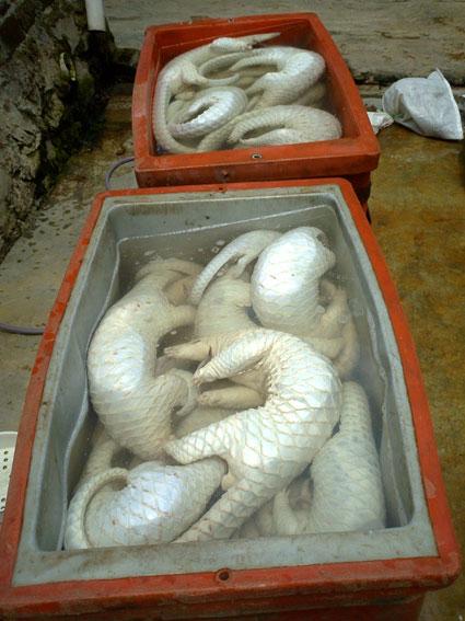 Les pangolins ou Manidés