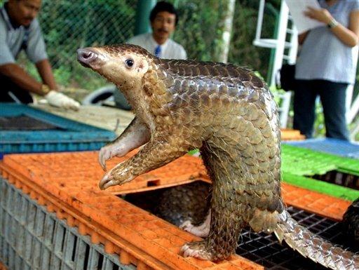 Les pangolins ou Manidés