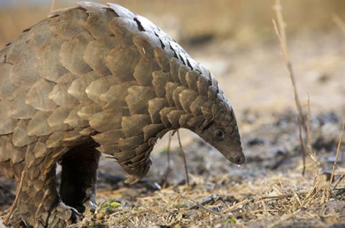 Les pangolins ou Manidés