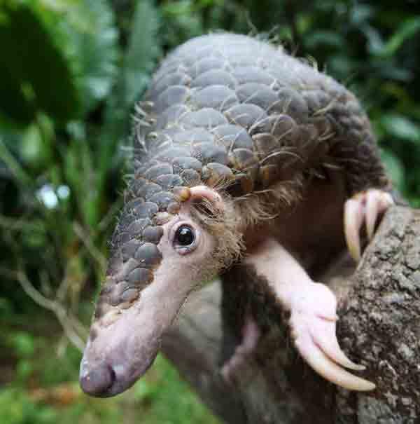 Les pangolins ou Manidés