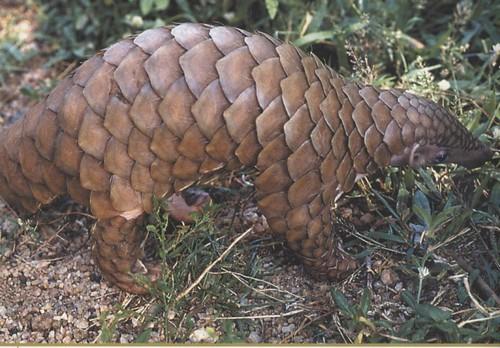 Les pangolins ou Manidés