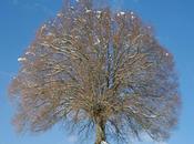 babil inconnu (Michael Edwards)