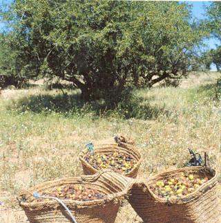 Huile d'argan 100% Bio aux multiples usages et Blog Rima