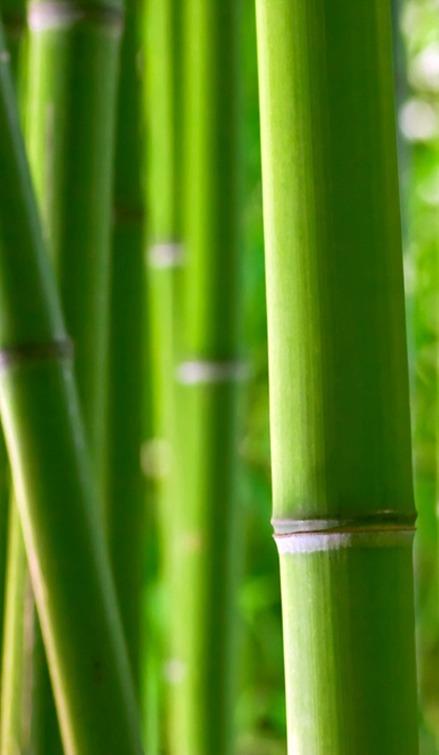 Bamboo forest