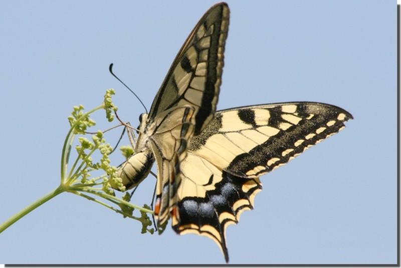 machaon