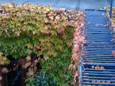 l'automne suit son bonhomme de chemin