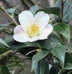 camellia_sinensis