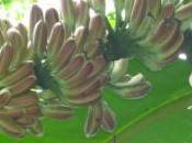 "banque graines" secours biodiversité