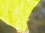 Petite perle cristalline (Michel d’Amboise)