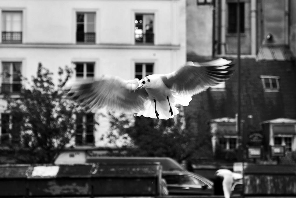Pigeon vole (215)