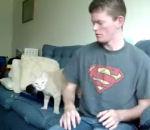 vidéo humour chat flippé