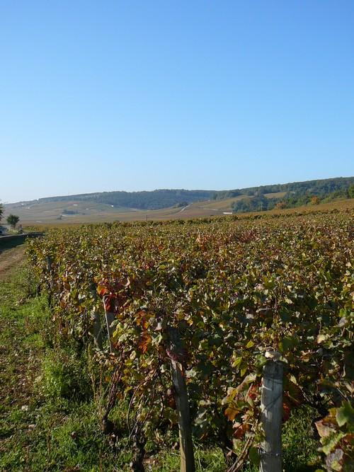 Miscellanées of Burgundy