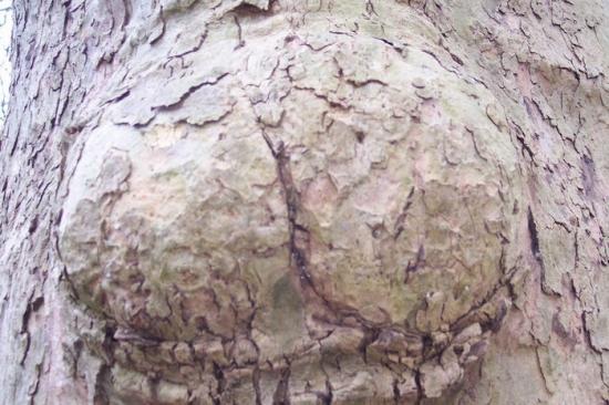 La nature nous étonne (1)