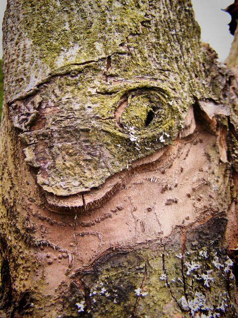 La nature nous étonne (1)