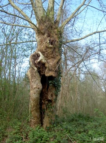 La nature nous étonne (1)