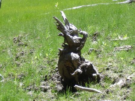 La nature nous étonne (1)