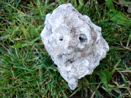 La nature nous étonne (1)