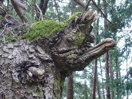 La nature nous étonne (1)