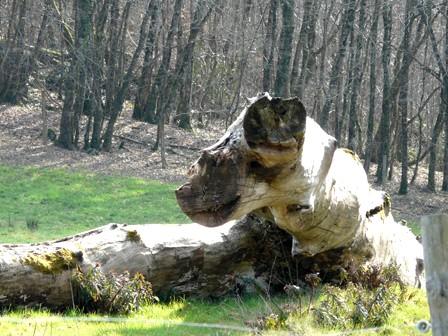 La nature nous étonne (1)