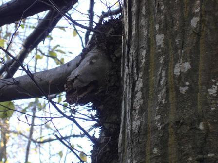 La nature nous étonne (1)