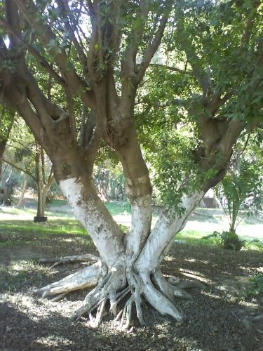 La nature nous étonne (1)