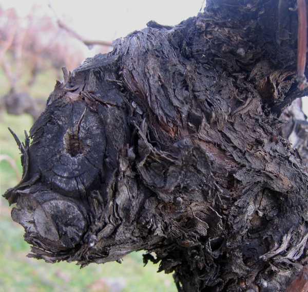 La nature nous étonne (1)