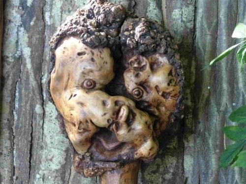 La nature nous étonne (1)