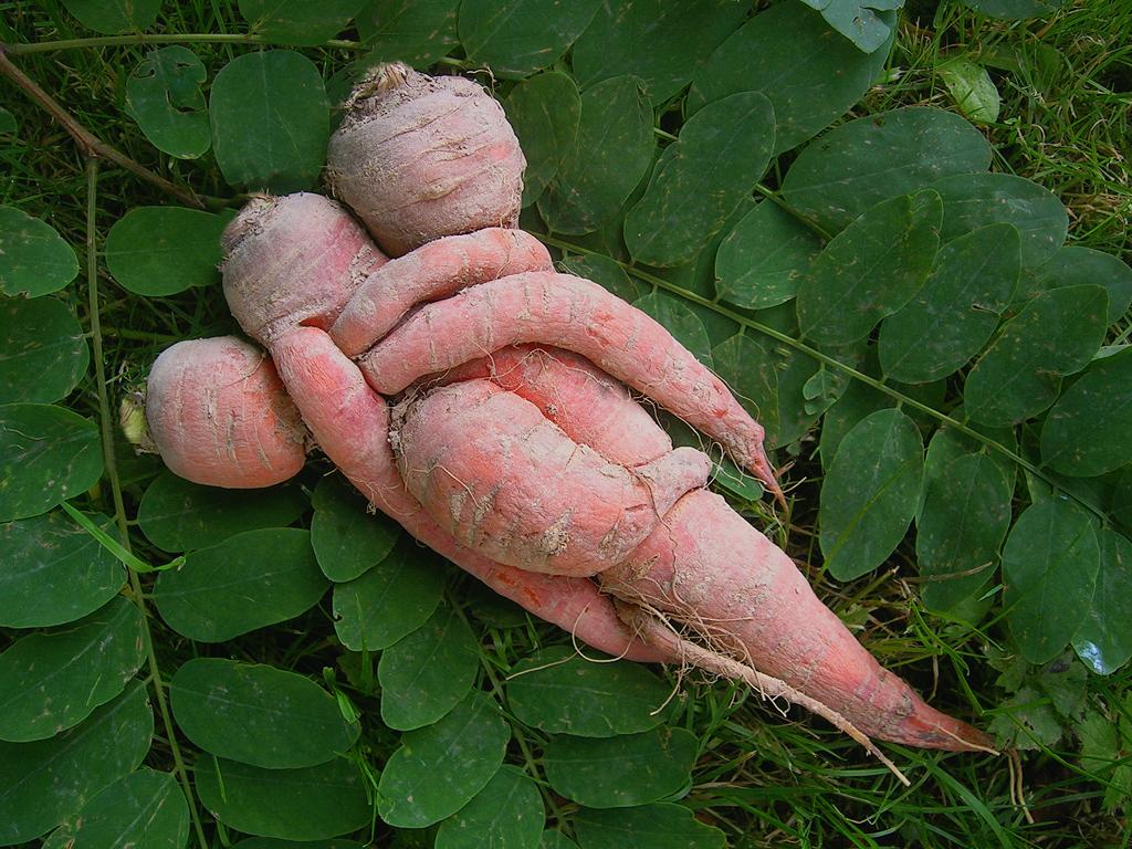 La nature nous étonne (1)