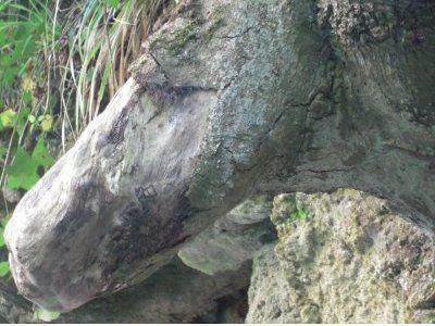 La nature nous étonne (1)