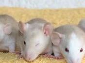 Rats: Peste 4ème génération