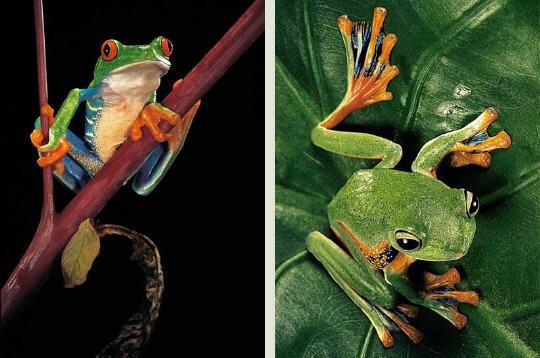 La nature nous étonne (3)