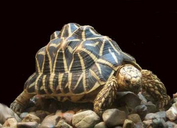 La nature nous étonne (3)