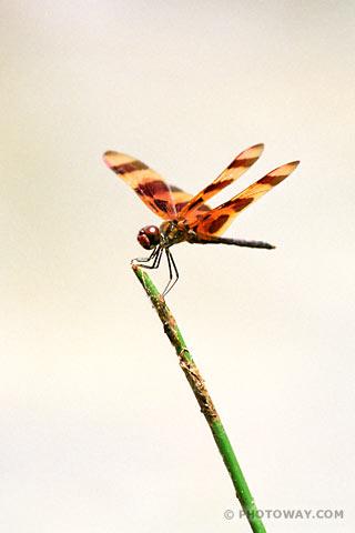 La nature nous étonne (3)