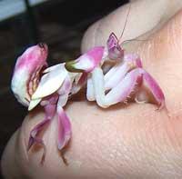 La nature nous étonne (3)