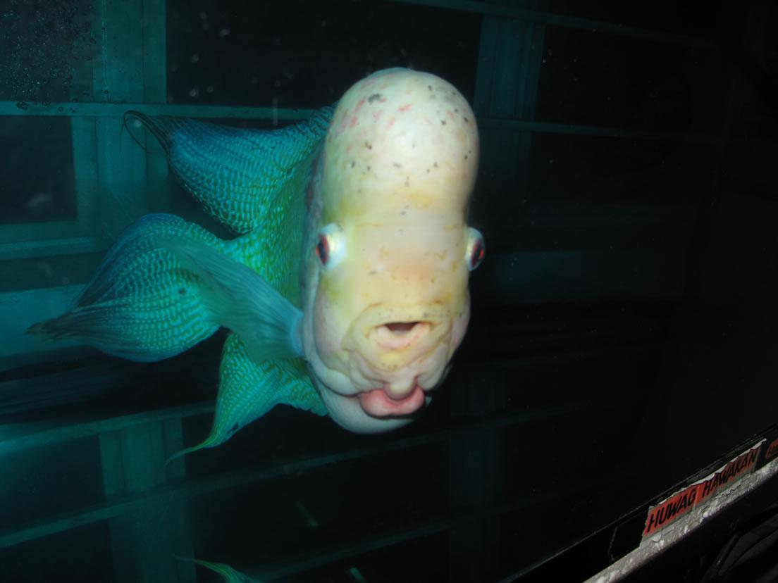 La nature nous étonne (3)